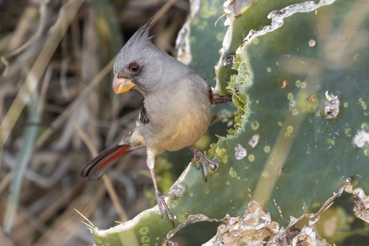 Pyrrhuloxia - ML421832441