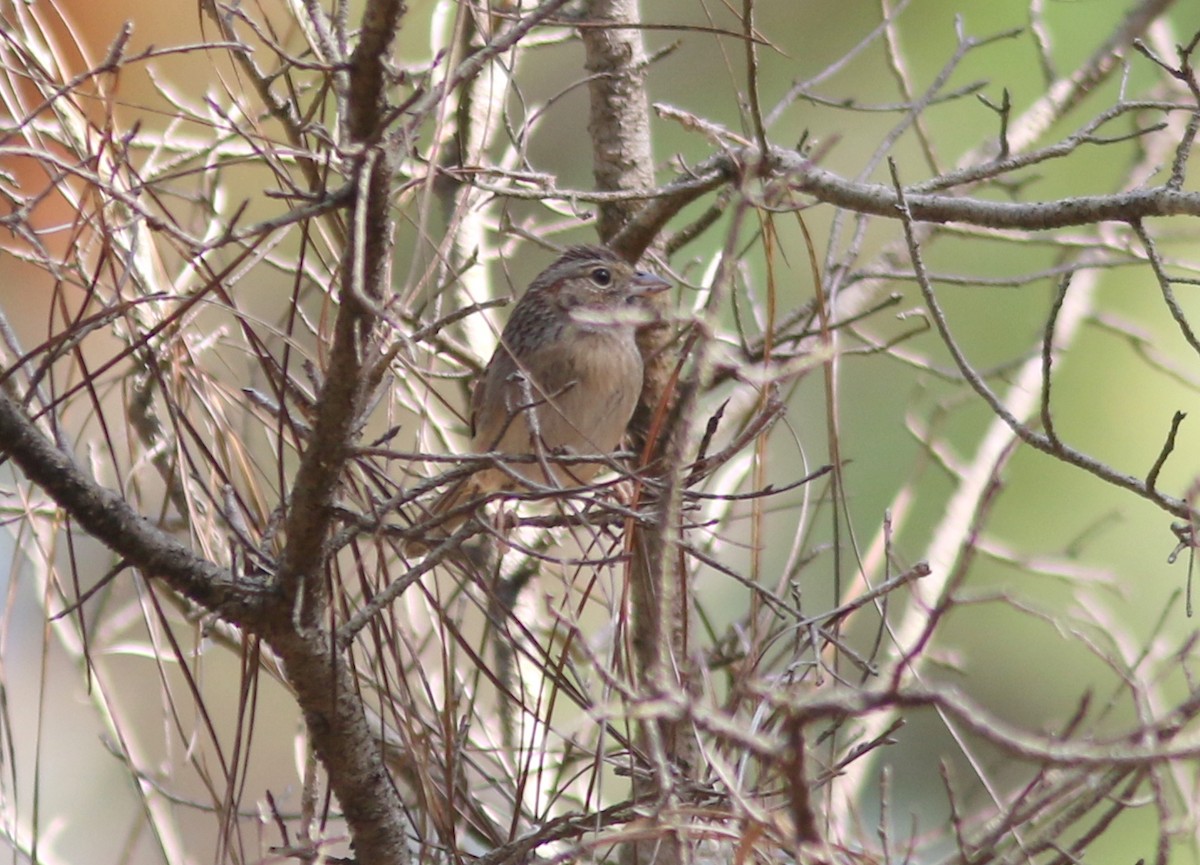 Bachman's Sparrow - ML421832651