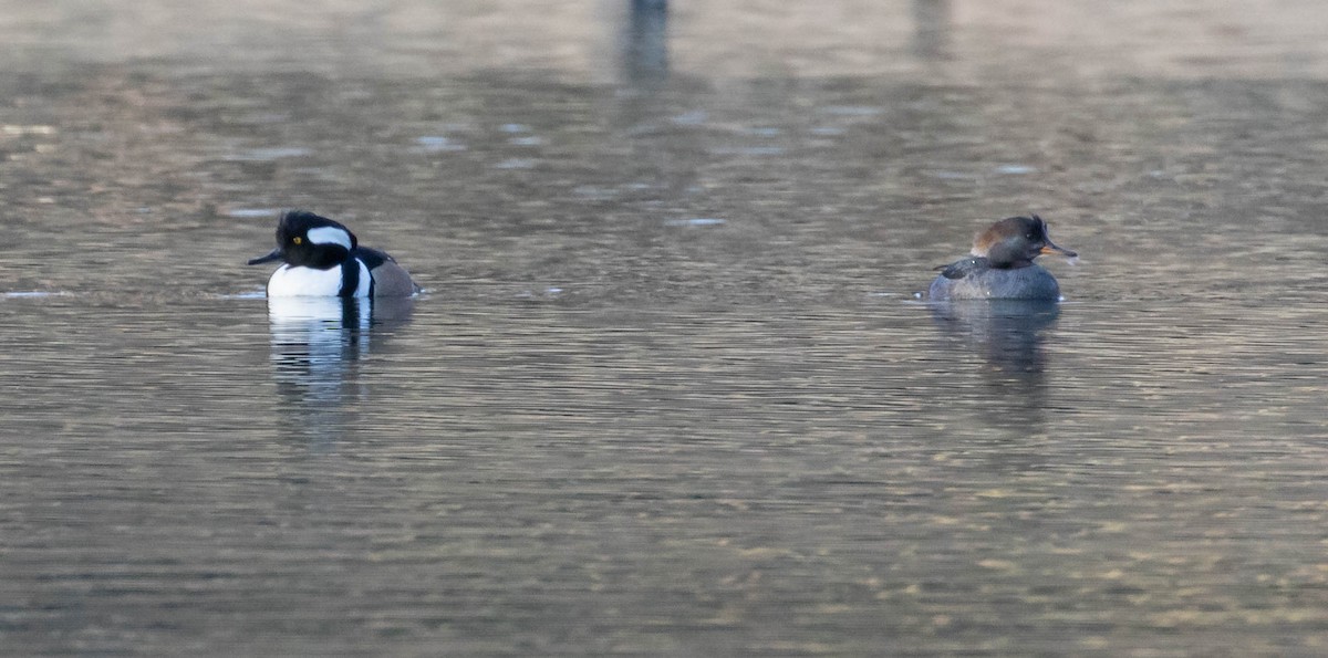 Крех жовтоокий - ML421835501