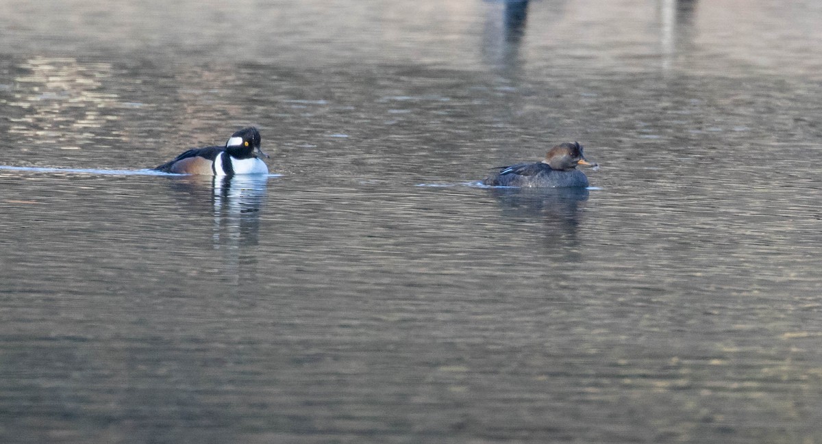 Крех жовтоокий - ML421835511