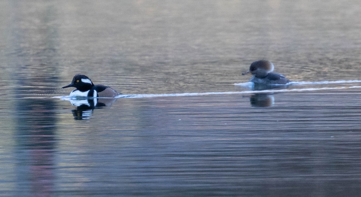 Крех жовтоокий - ML421835531