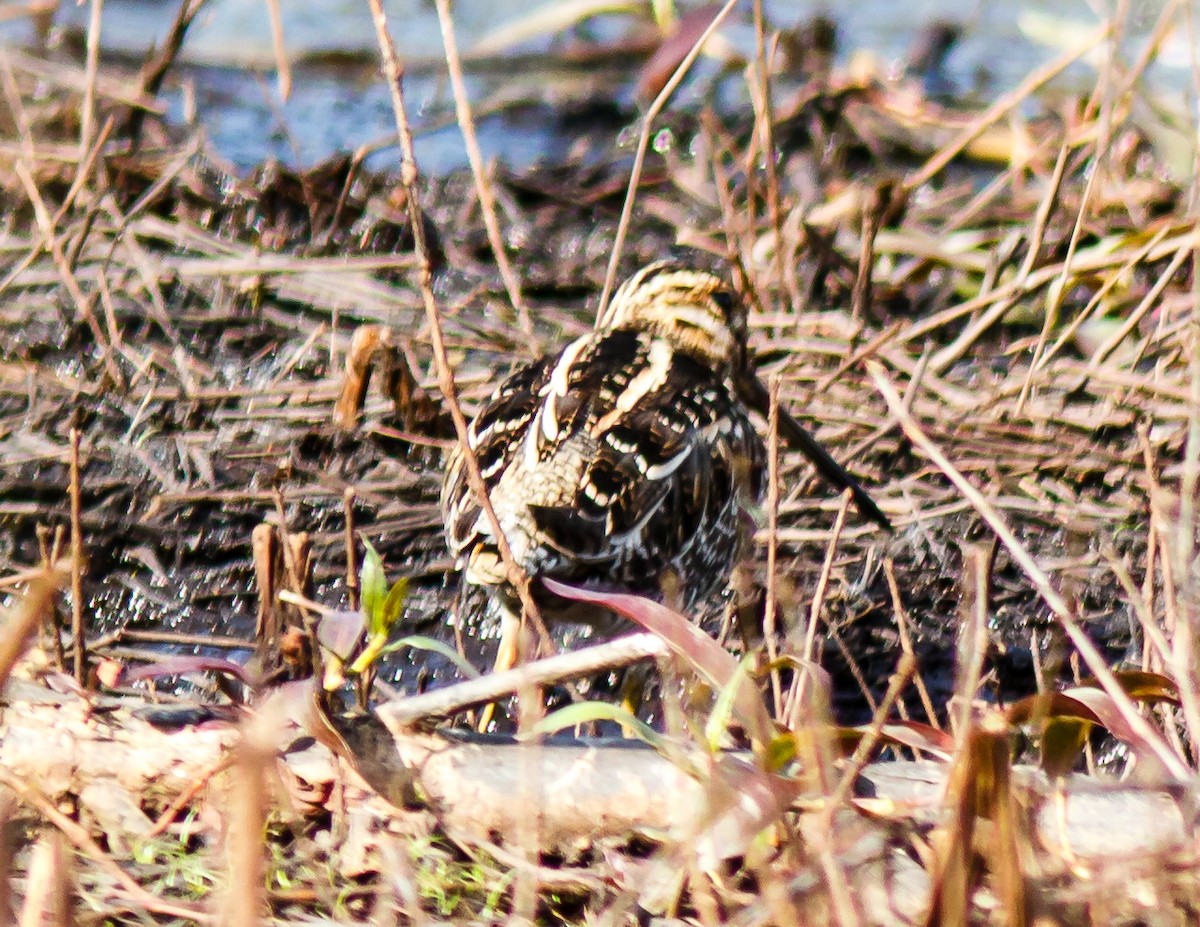 Wilson's Snipe - ML421836861