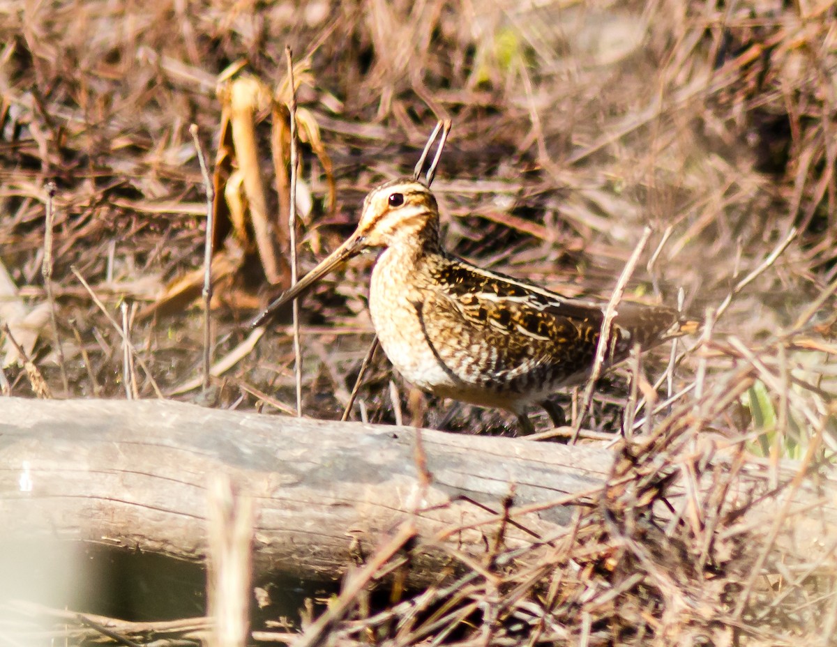 Wilson's Snipe - ML421836891