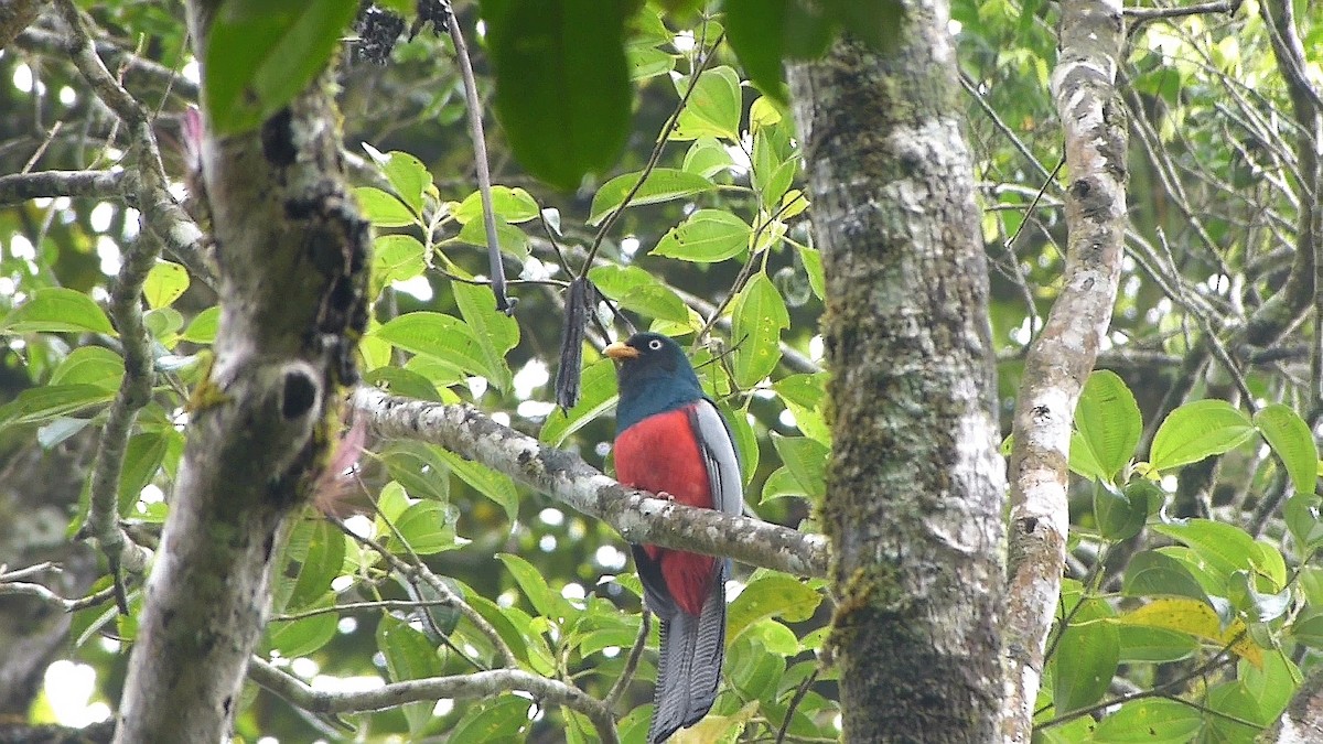 Lattice-tailed Trogon - ML421838161