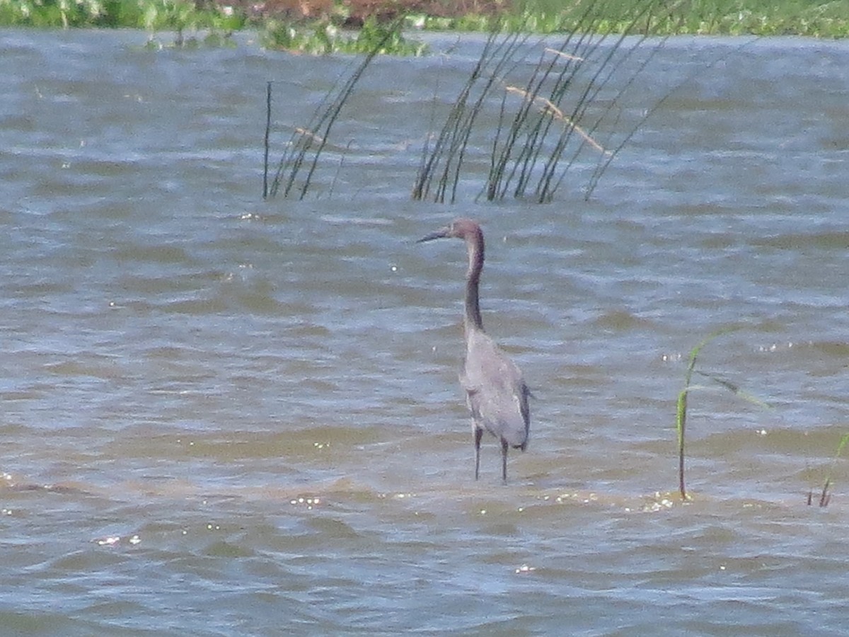 Reddish Egret - ML421838371