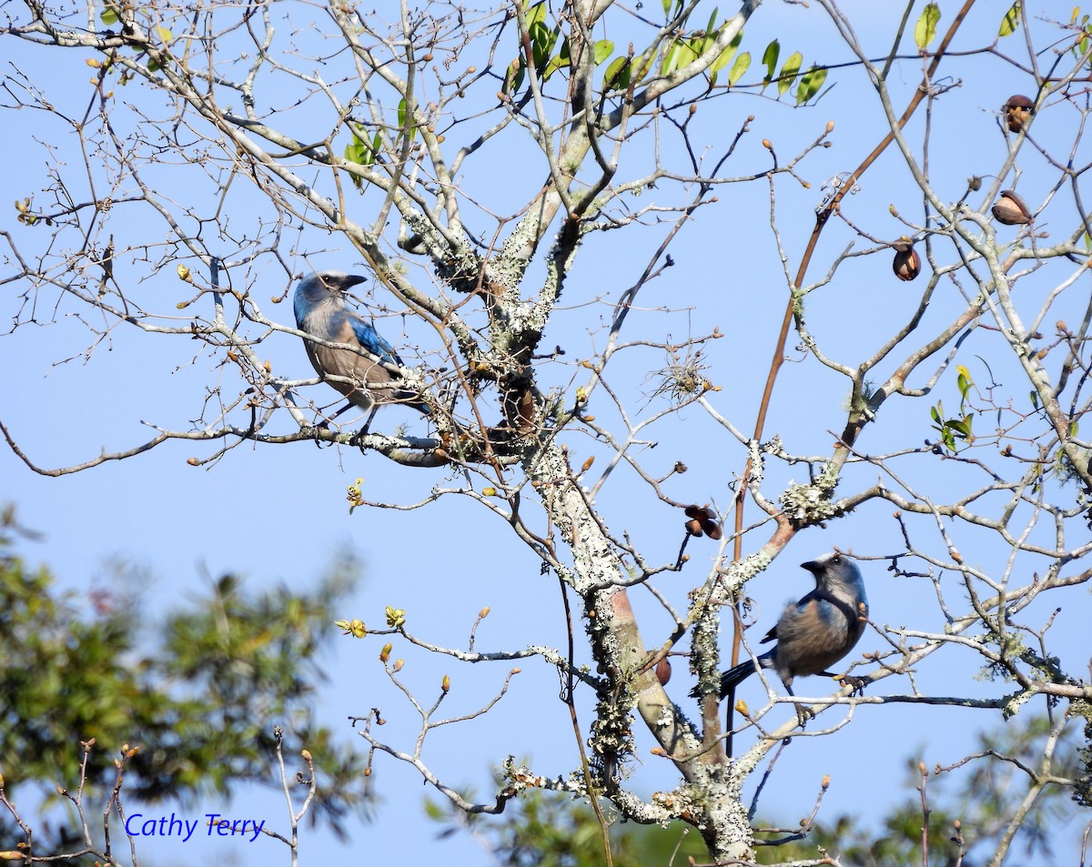 Florida Scrub-Jay - ML421839081