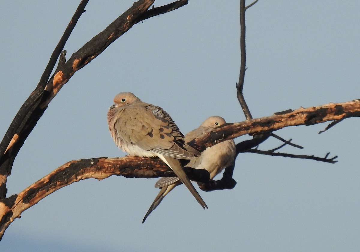 Mourning Dove - Chris Dean
