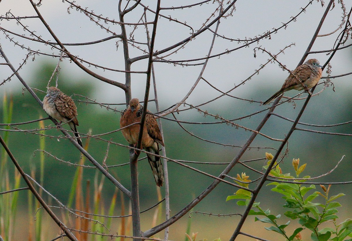 珠頸斑鳩 - ML421843781