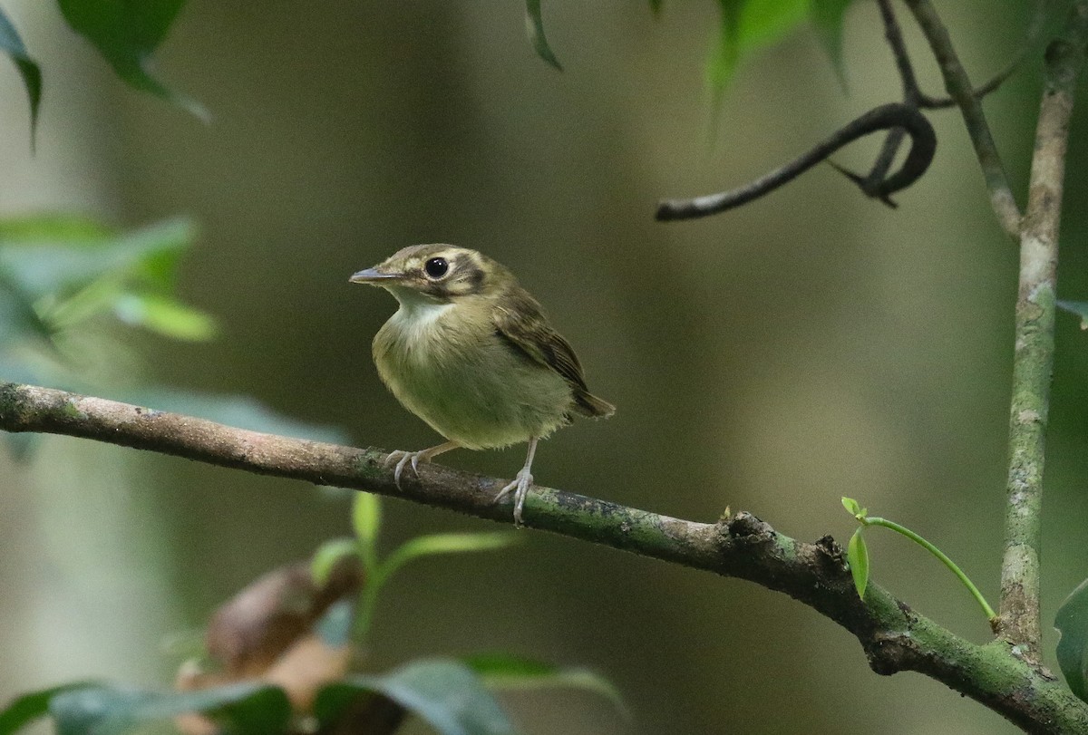 Stub-tailed Spadebill - Daniele Mitchell