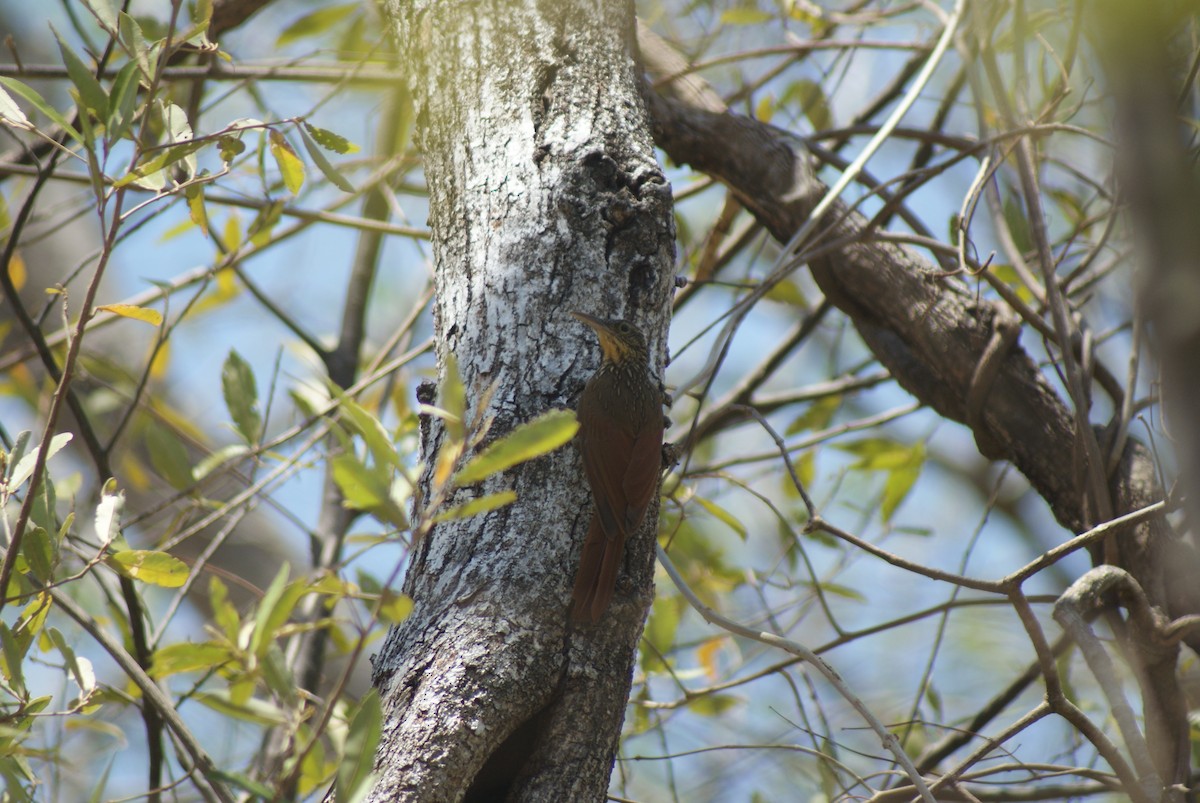 Ivory-billed Woodcreeper - ML42184621