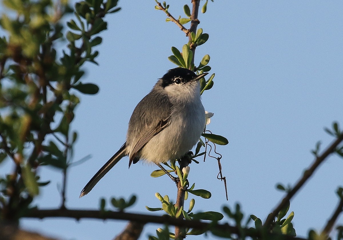 Yucatan Gnatcatcher - Daniele Mitchell