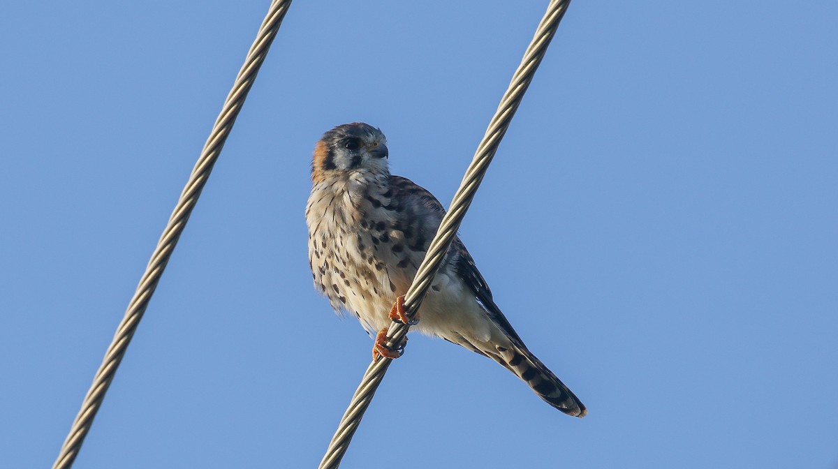 American Kestrel - ML421847181