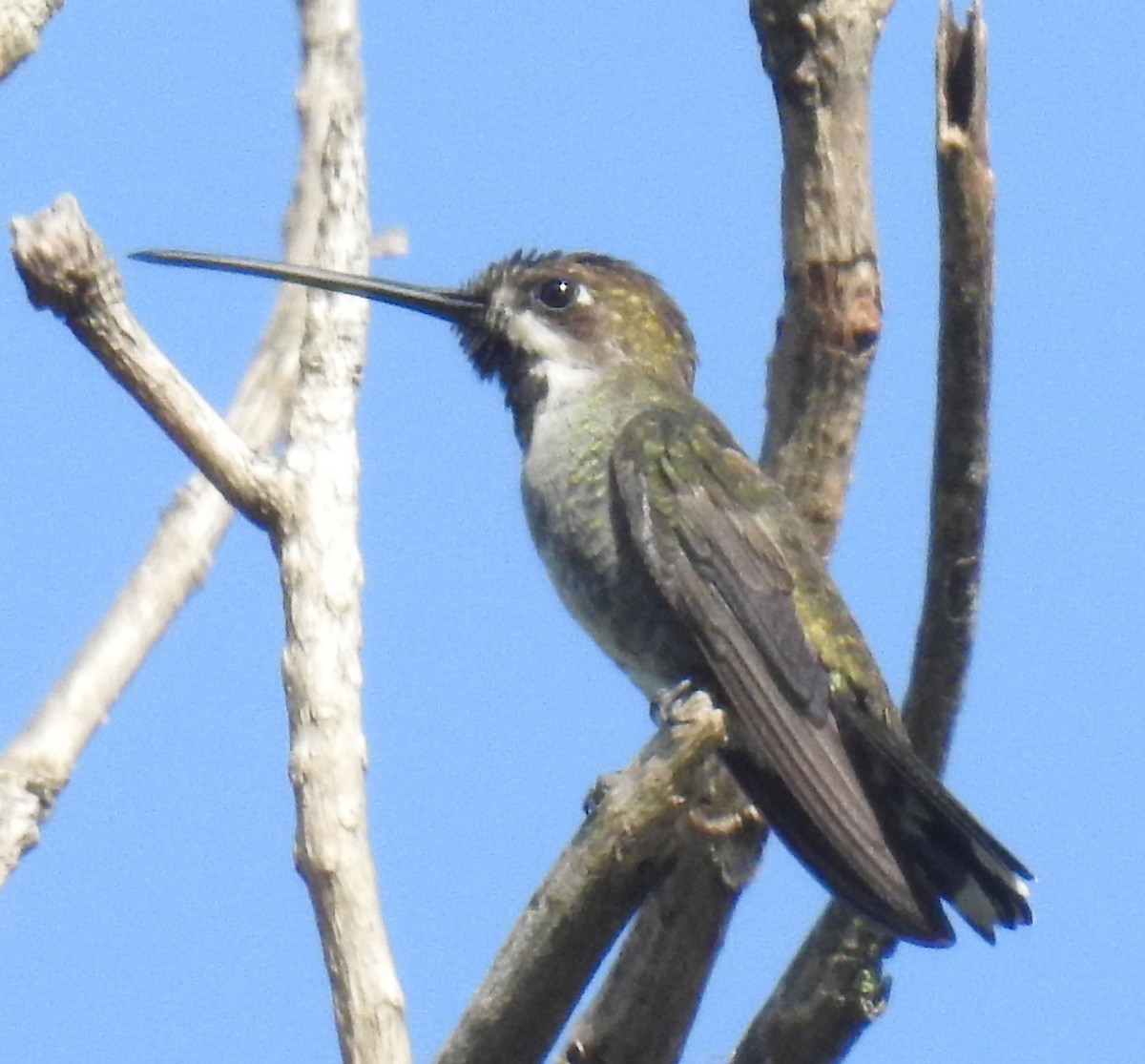 Long-billed Starthroat - Danilo Moreno