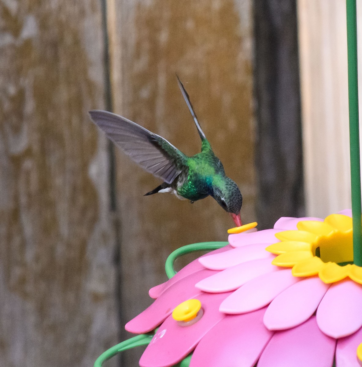 Breitschnabelkolibri - ML421847391