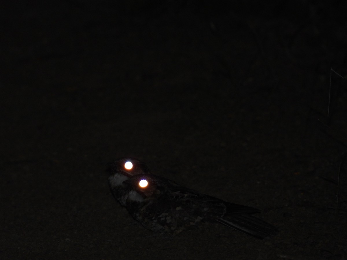 Ecuadornachtschwalbe - ML421850281