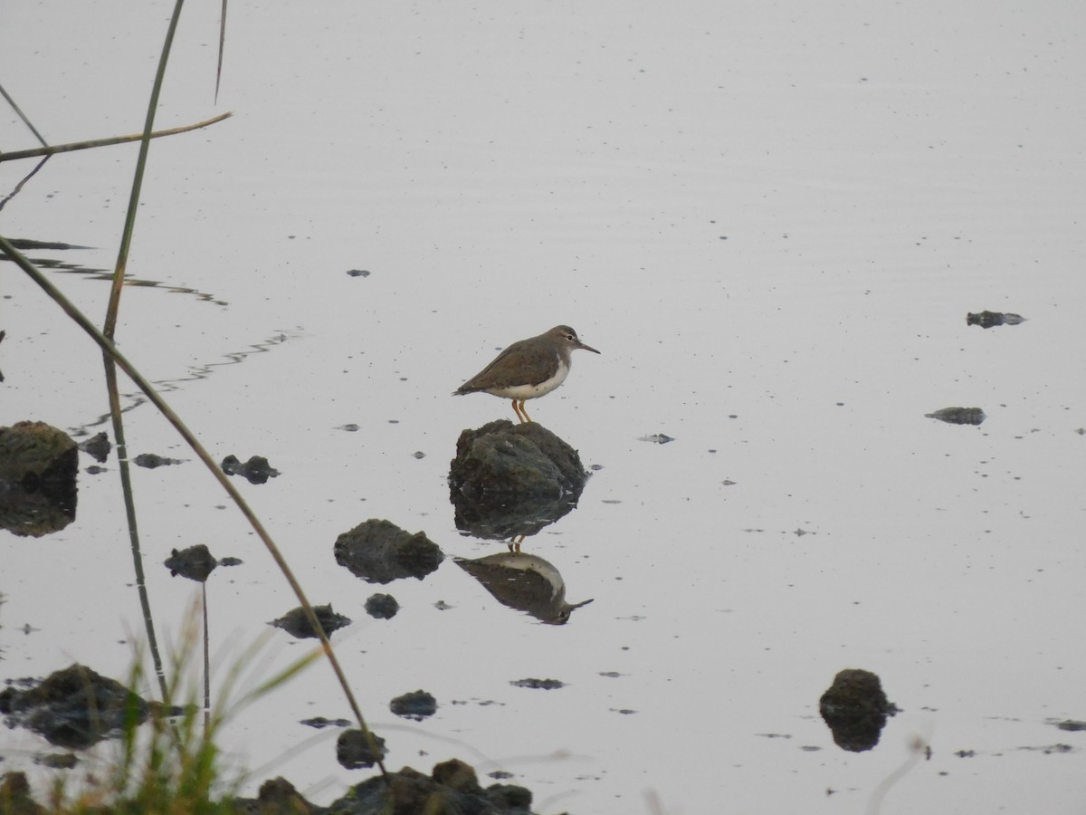 Spotted Sandpiper - ML421851011