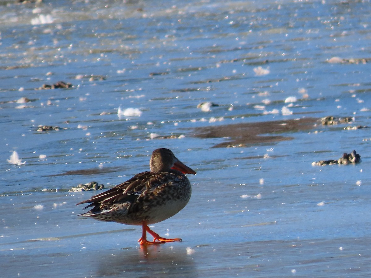 מרית צפונית - ML421852641