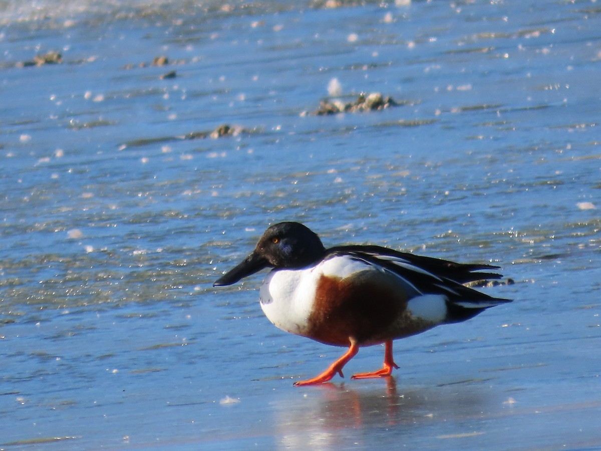 מרית צפונית - ML421852651