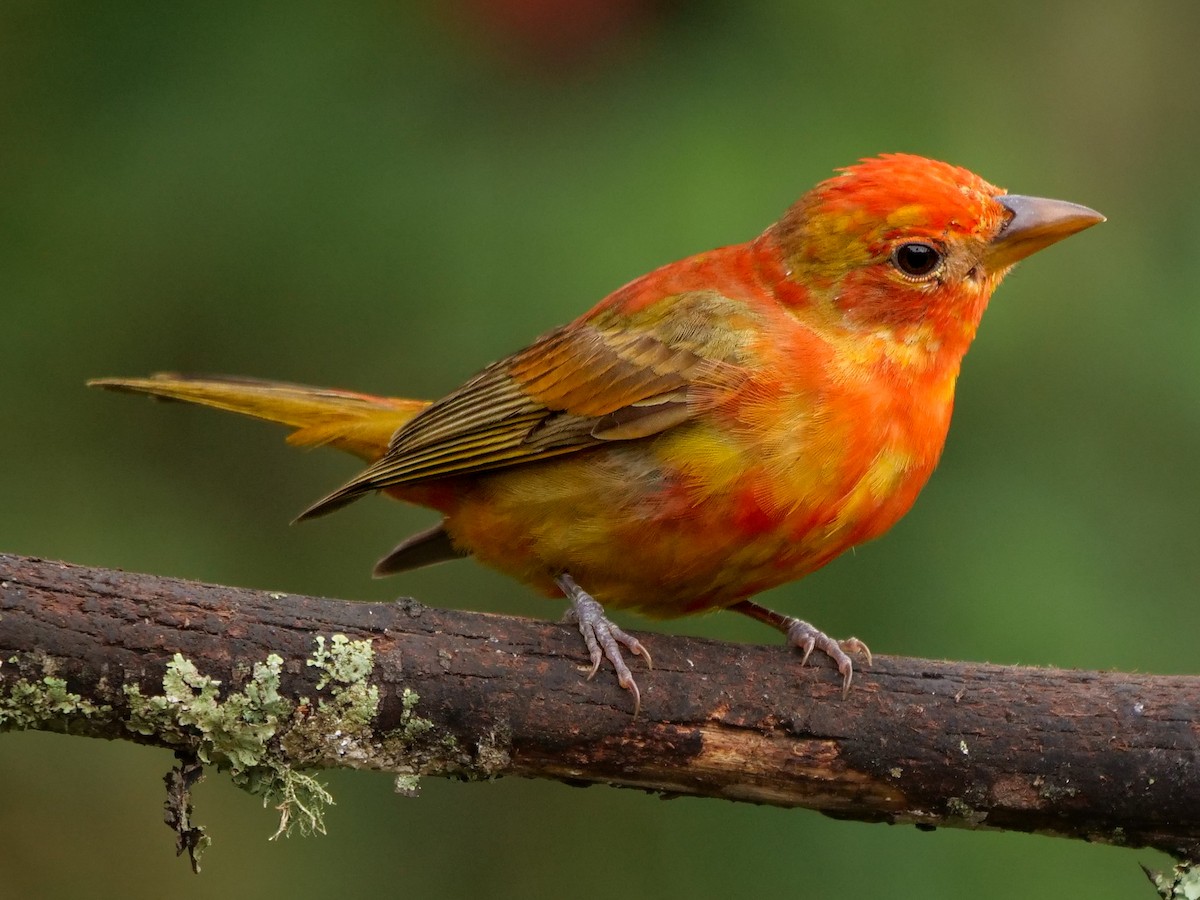 Summer Tanager - ML421854021