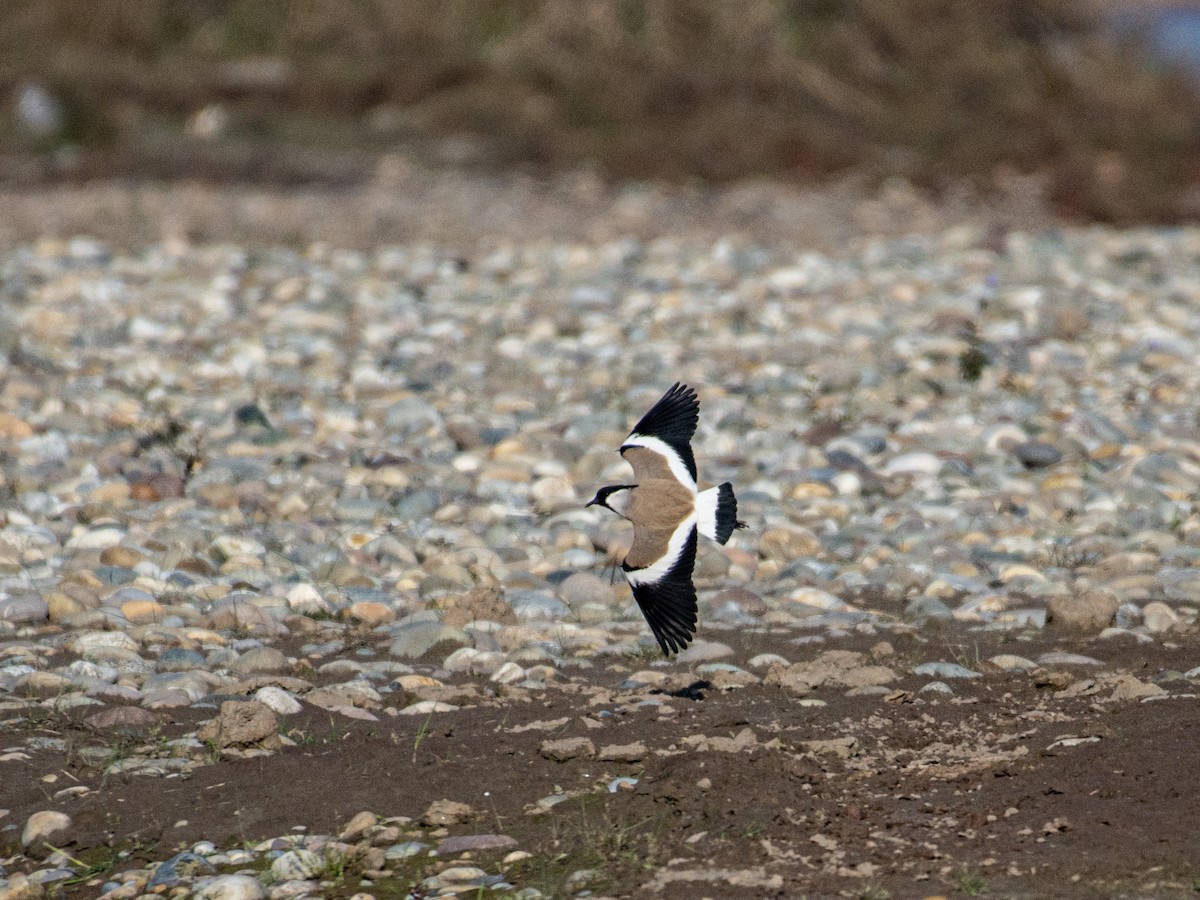 River Lapwing - ML421854551