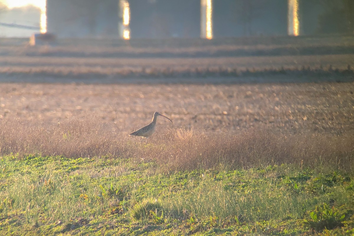 Long-billed Curlew - ML421856001