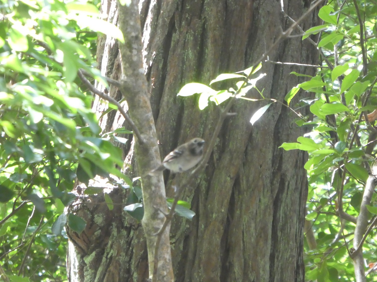 Oahu Elepaio - ML421856321