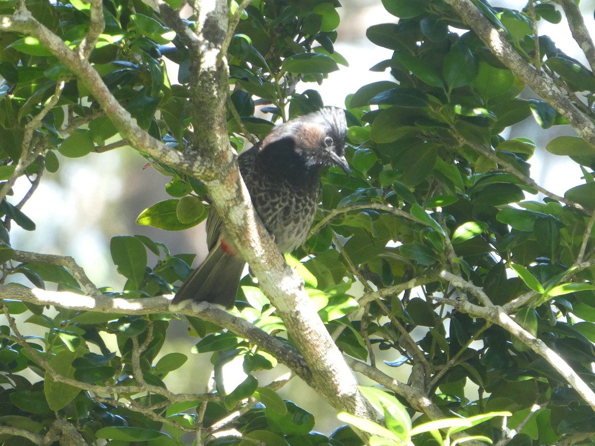 Red-vented Bulbul - ML421856811