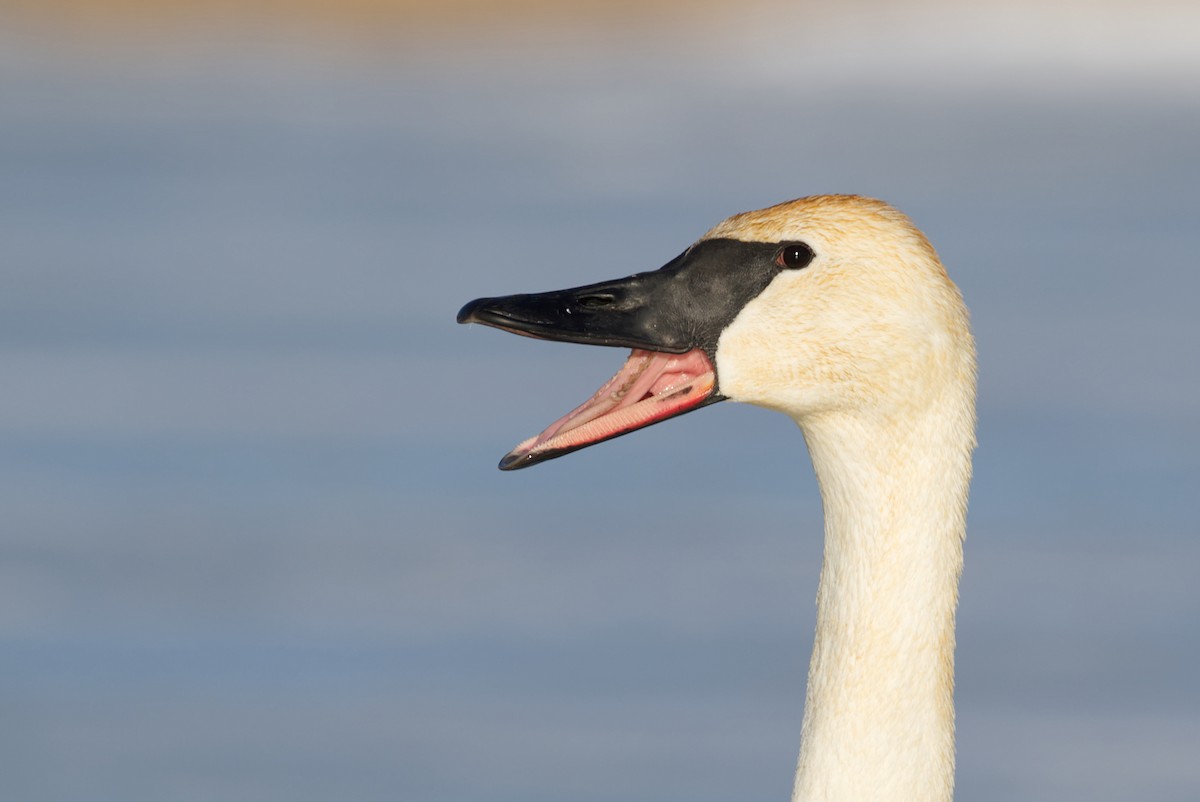 Cygne trompette - ML421857381