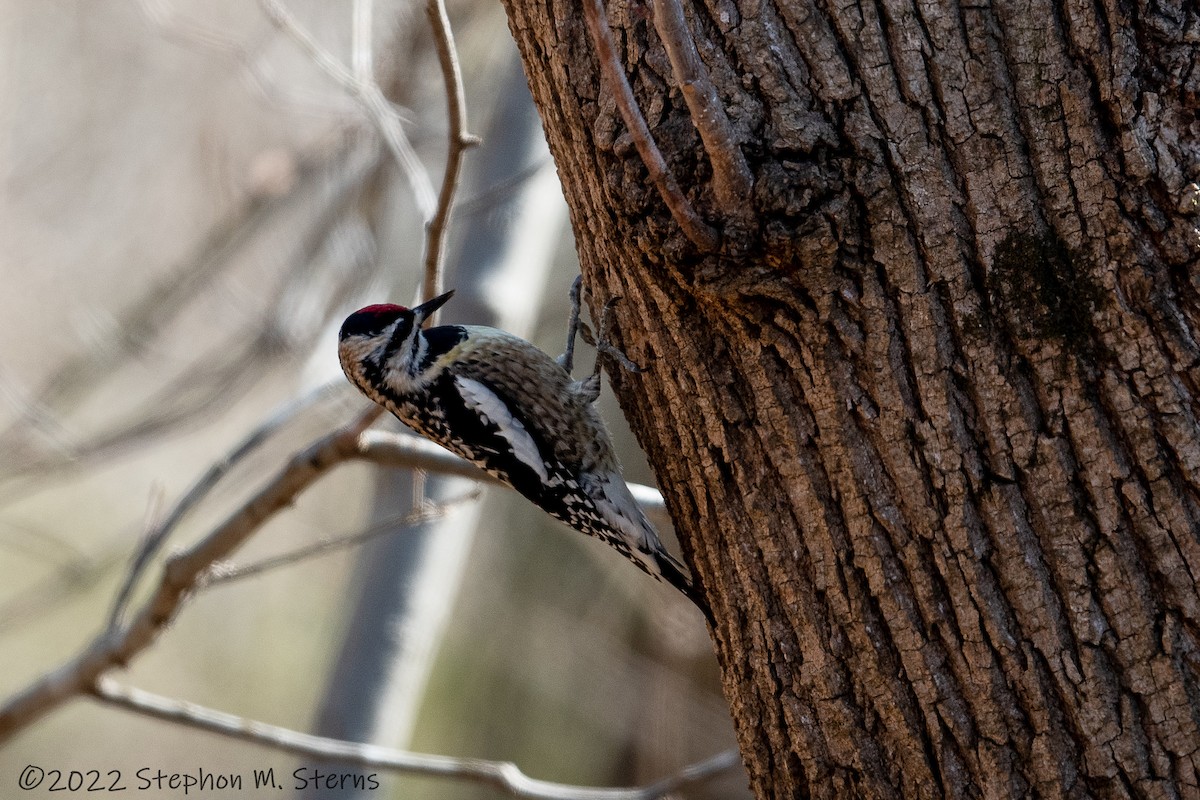 Yellow-bellied Sapsucker - ML421858531