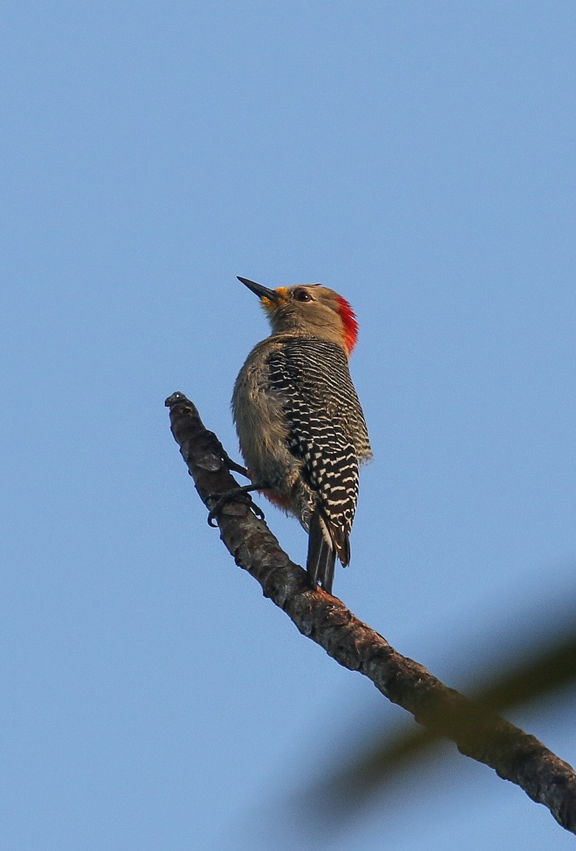 Yucatan Woodpecker - Daniele Mitchell