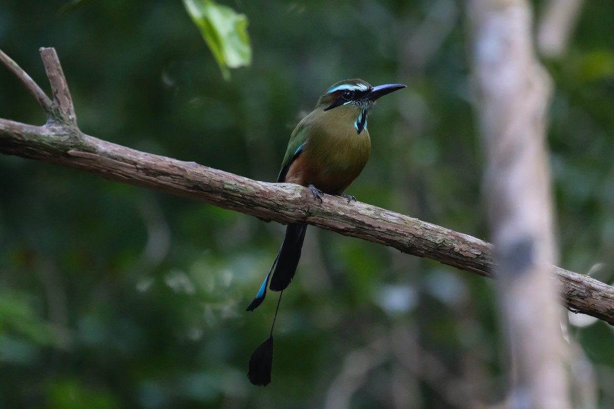 Turquoise-browed Motmot - ML421859791