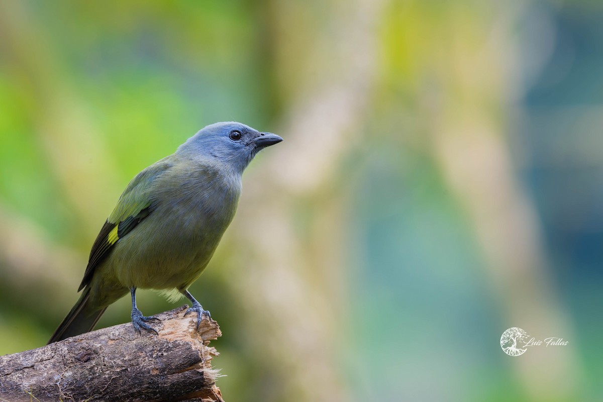 Yellow-winged Tanager - ML421860441