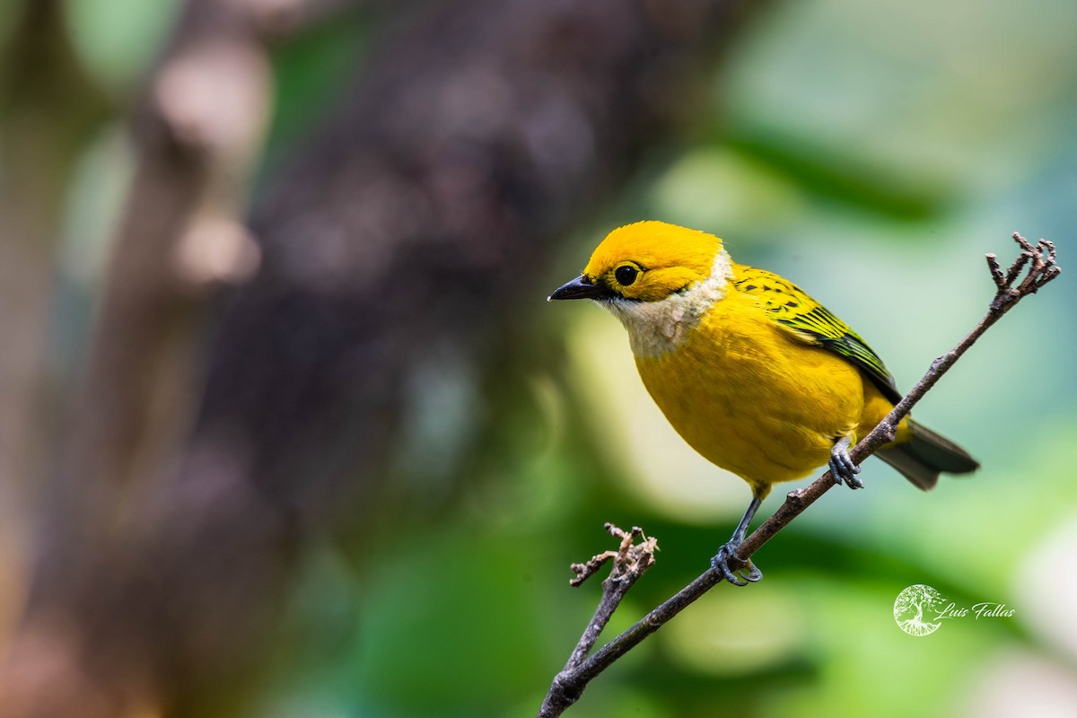 Silver-throated Tanager - ML421860711