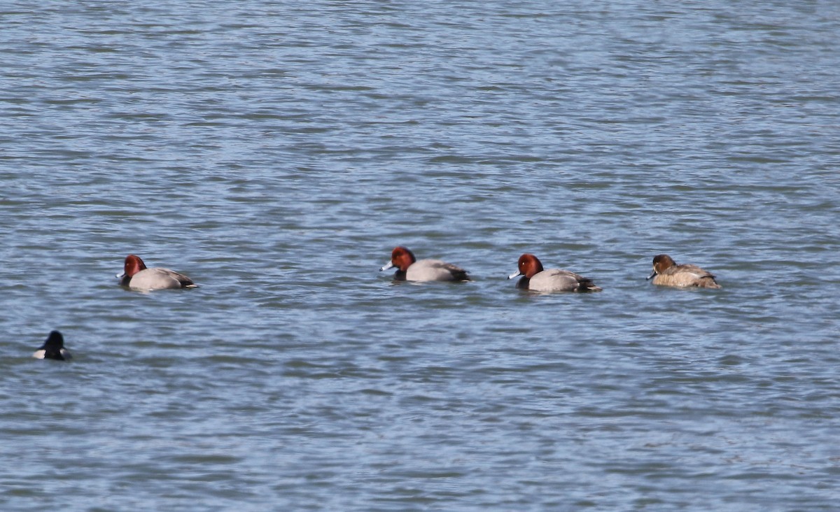 Redhead - ML421861291