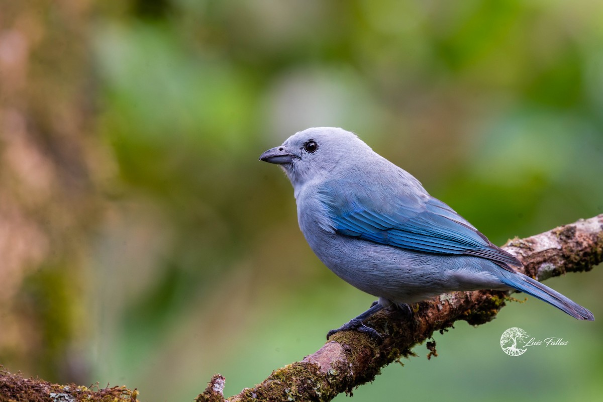 Blue-gray Tanager - ML421862101