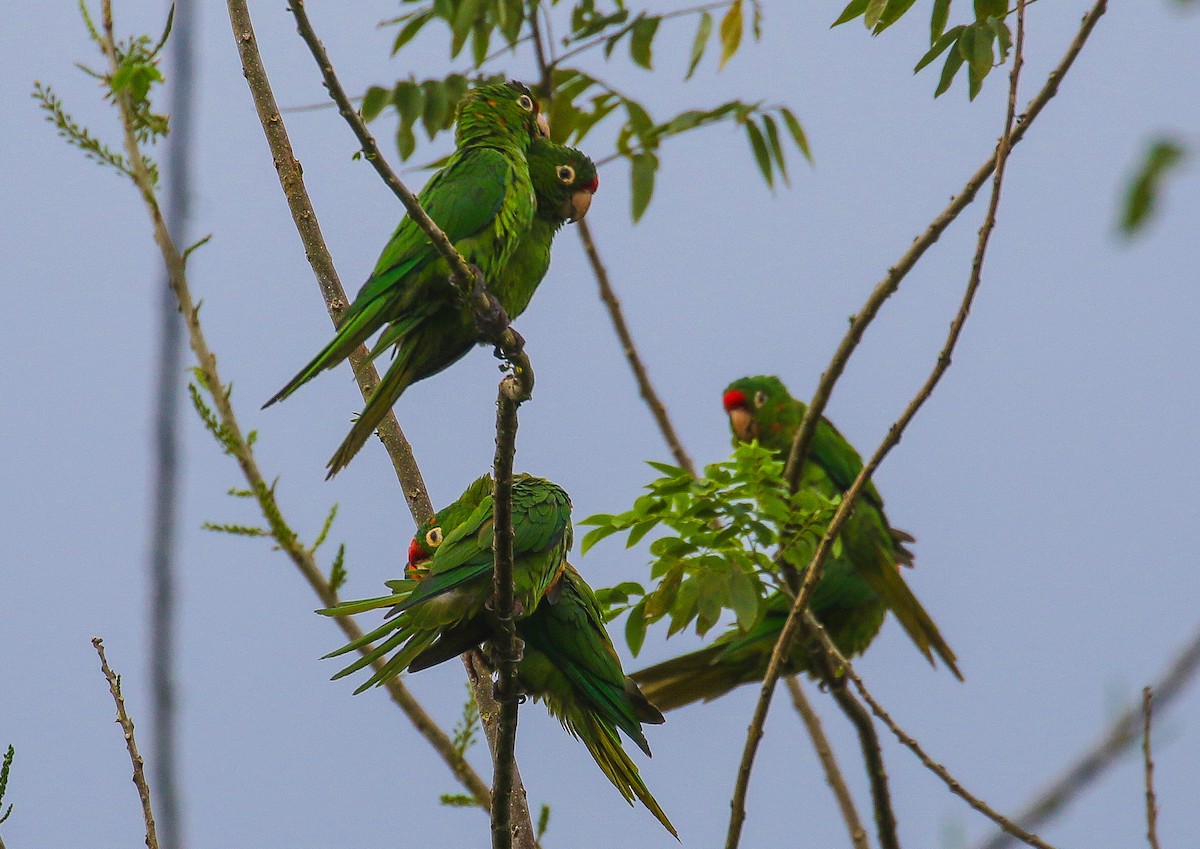 Aratinga de Finsch - ML421862161