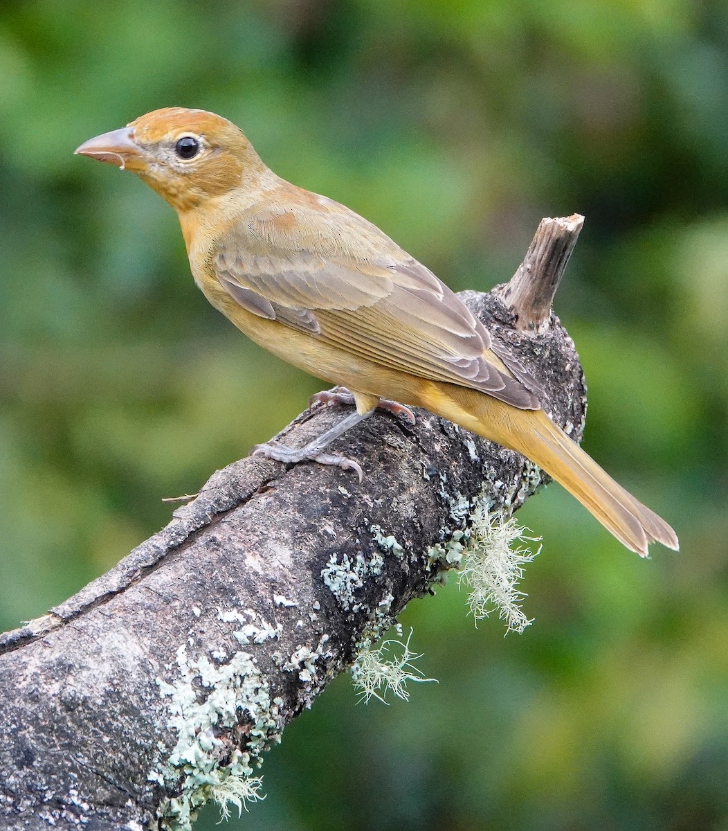 Summer Tanager - ML421862231