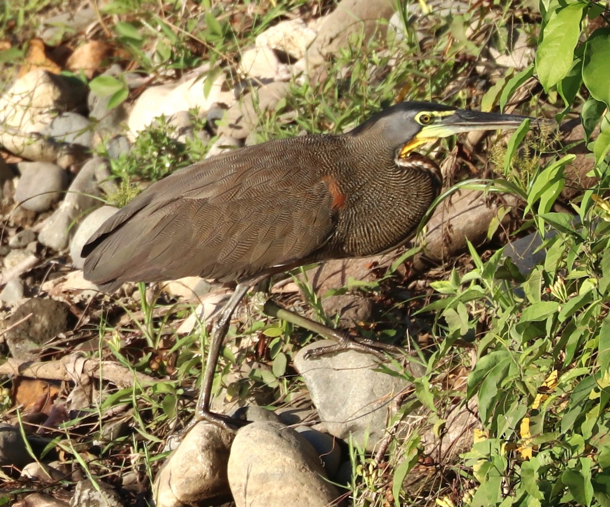 Bare-throated Tiger-Heron - ML421862741