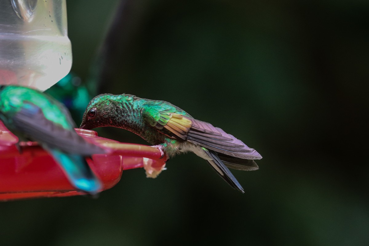 Colibrí Colirrayado - ML421863081