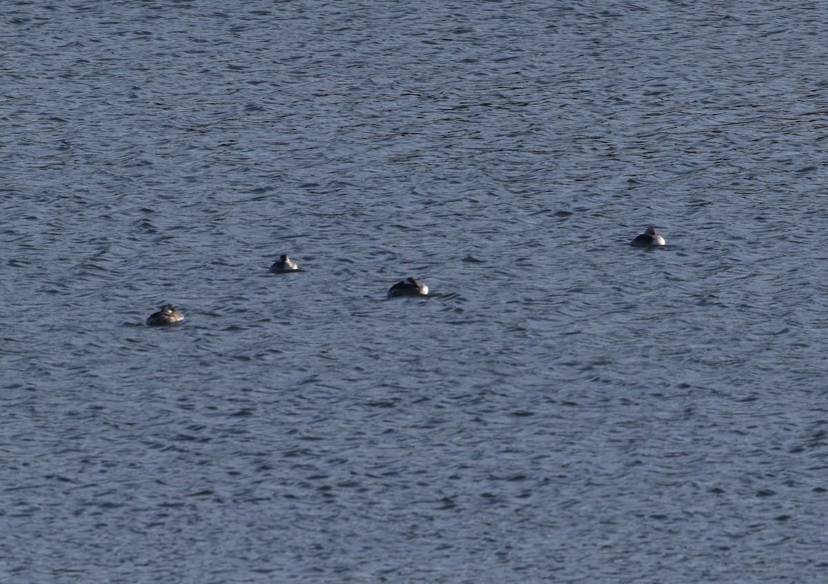 Horned Grebe - ML421863971