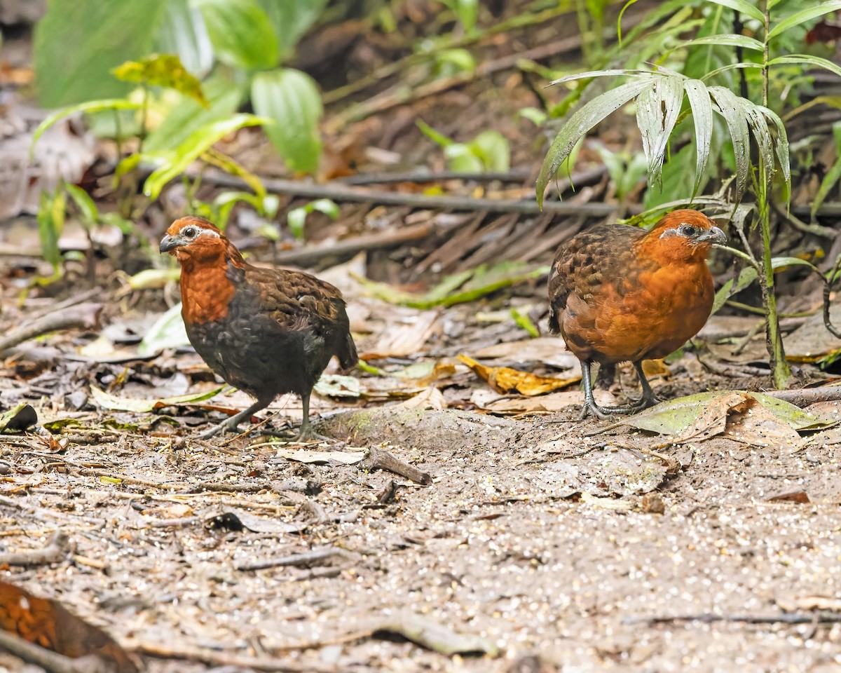 Chestnut Wood-Quail - ML421868741