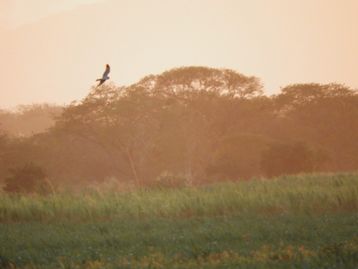 Northern Harrier - ML421868801