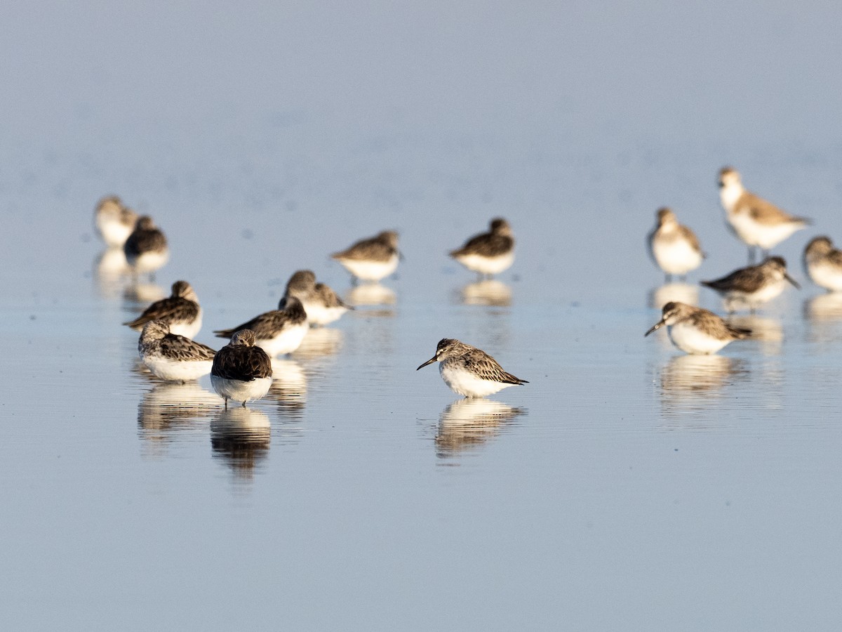 Broad-billed Sandpiper - ML421869471