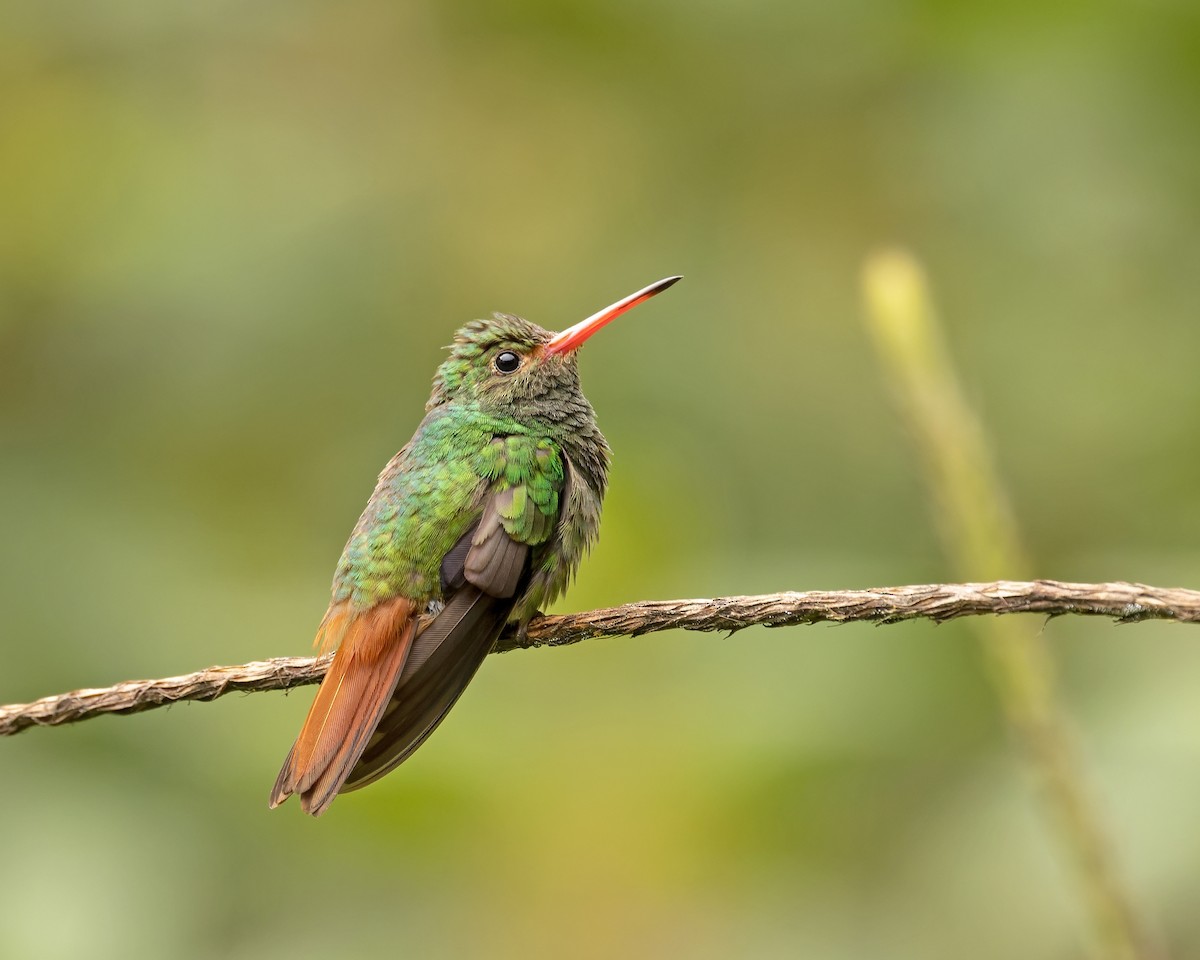 Rufous-tailed Hummingbird - ML421869851