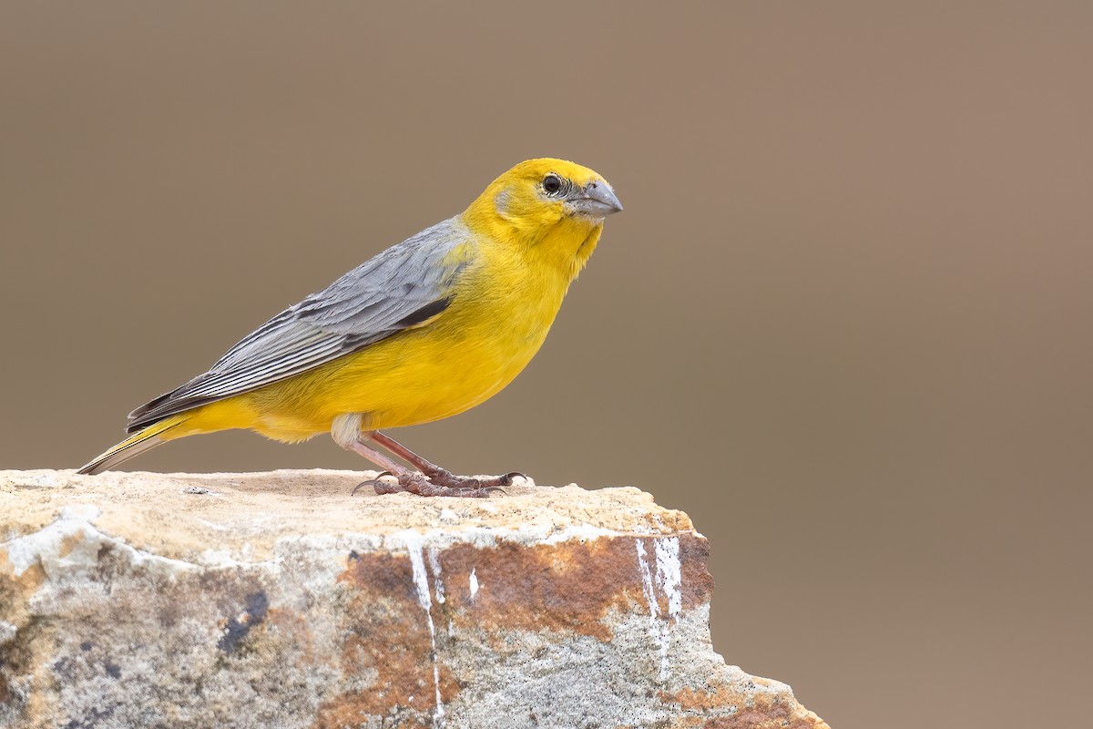 Bright-rumped Yellow-Finch - Ben  Lucking