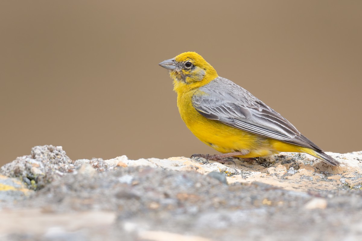 Bright-rumped Yellow-Finch - ML421870121