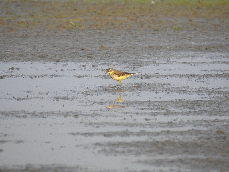 Western Yellow Wagtail - ML42187071