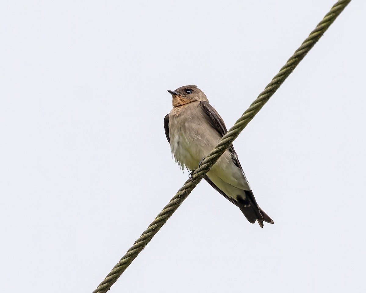 Southern Rough-winged Swallow - Mark & Teri McClelland