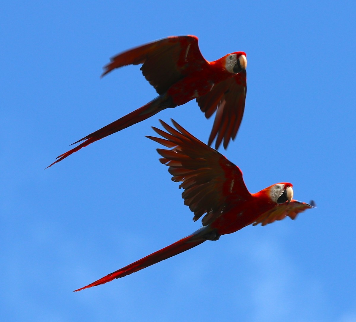 Scarlet Macaw - ML421872151