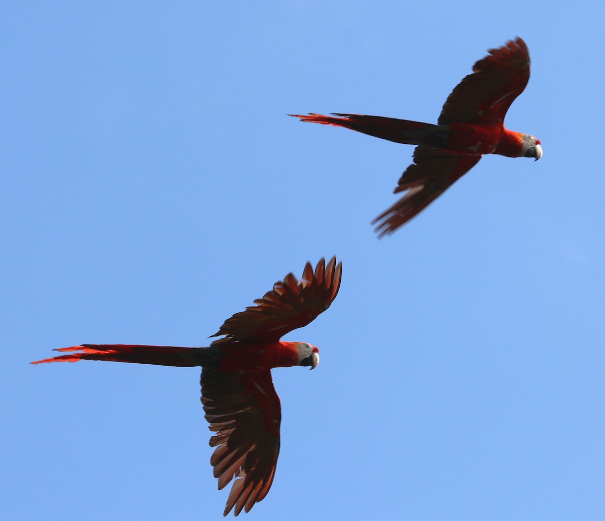 Scarlet Macaw - ML421872161
